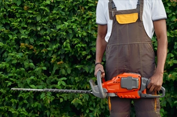 How To Remove A Palm Tree – Removal & Cost Guide