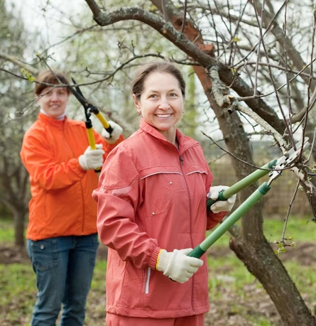 Tree Removal Experts Assess
