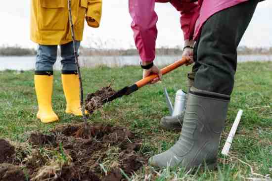 When Is The Best Time To Replant A Tree