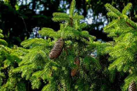 Best Fast Growing Evergreen Trees For Privacy