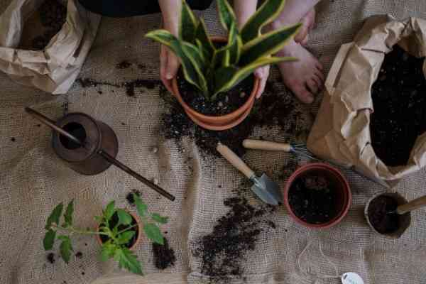 How To Limit The Size Of Potted Plants