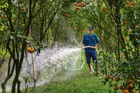 How to Dry Out Overwatered Tree: Signs & How to Fix