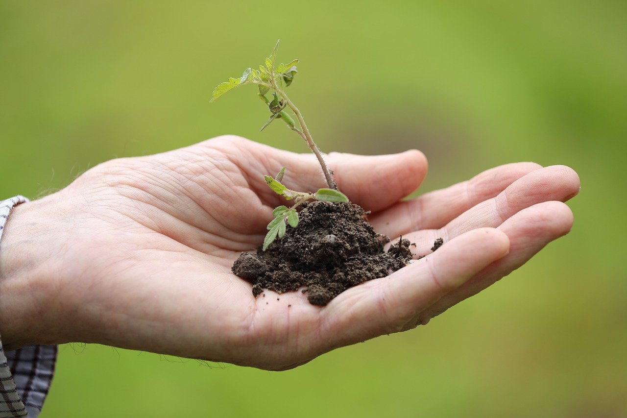 How Much Does It Cost to Transplant a Tree
