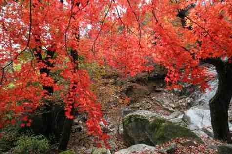 How Fast Do Sugar Maple Trees Grow? Simple Guide