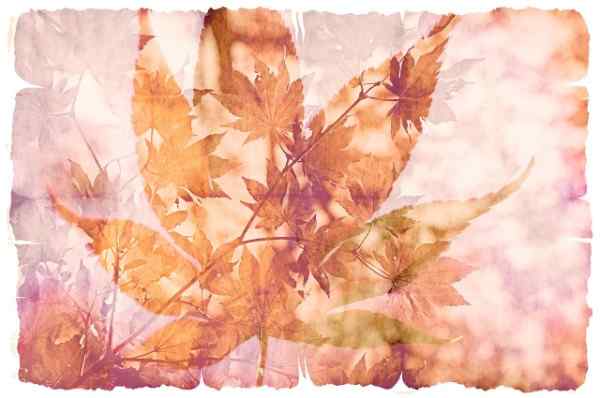 How Often to Water Japanese Maple: A Complete Guide for Healthy Growth