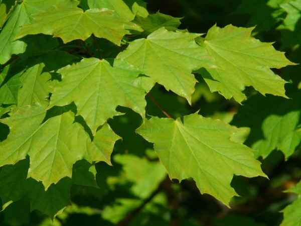Sap Secrets: Can You Tap a Norway Maple Successfully?