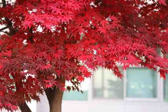 When Is the Best Time to Trim a Maple Tree and Why It Matters