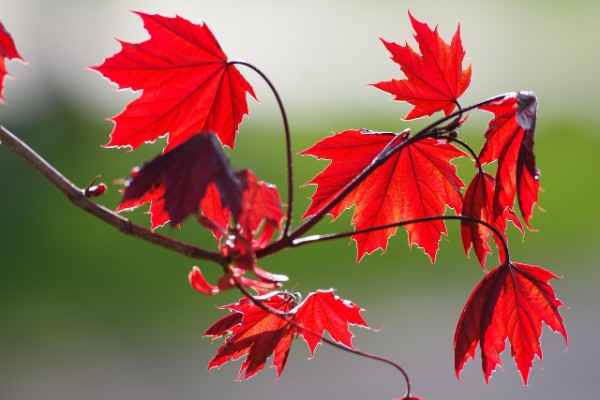 The Beauty and Benefits of the Silver Maple Tree Leaf