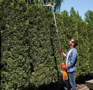 Why Sustainable Tree Care Supports New Jersey’s Green Economy