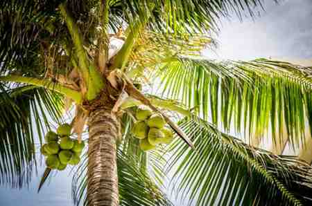 How to Trim Growth from a Palm Tree for Healthy Growth