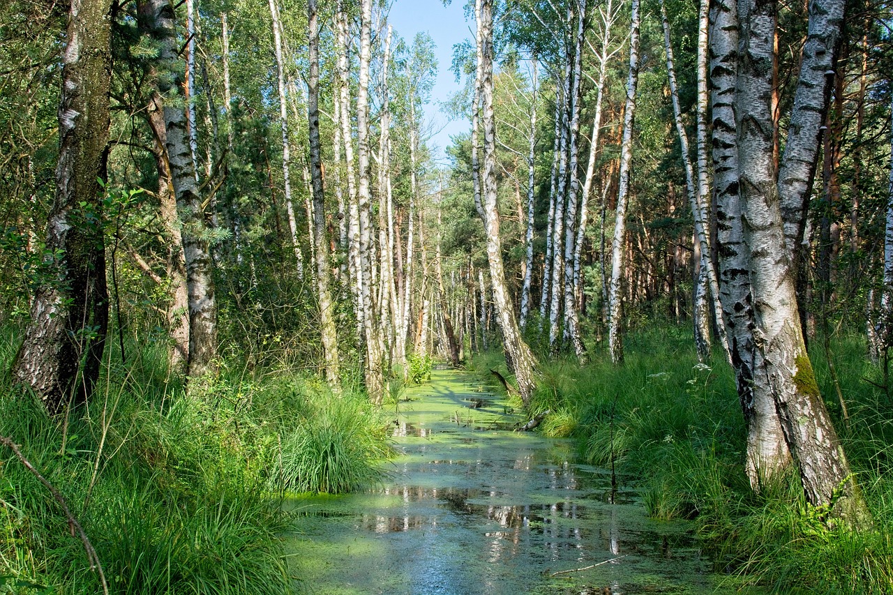 The Homeowner’s Guide to Trimming River Birch Trees Safely and Effectively