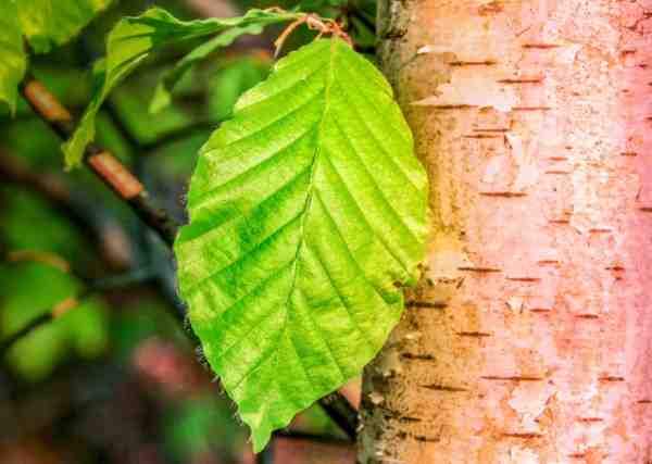 Sweet Birch Leaf: Benefits, Identification, and Uses