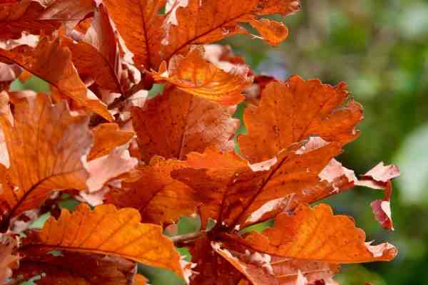 The Beauty of Red Oak Trim: A Guide to Styling and Maintenance