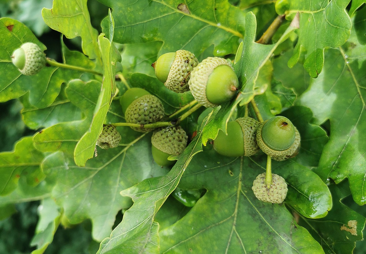 How Fast Do Swamp White Oaks Grow? Growth Rate & Care Tips