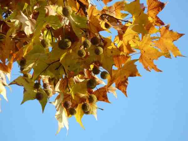 How to Plant London Plane Tree Seedlings Successfully