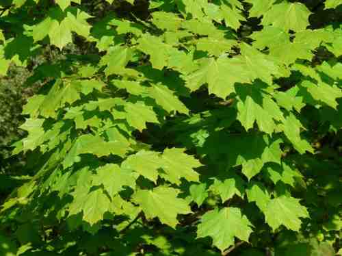 All About the Norway Maple Tree Leaf and Its Impact