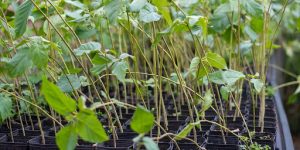 London Plane Seeds 