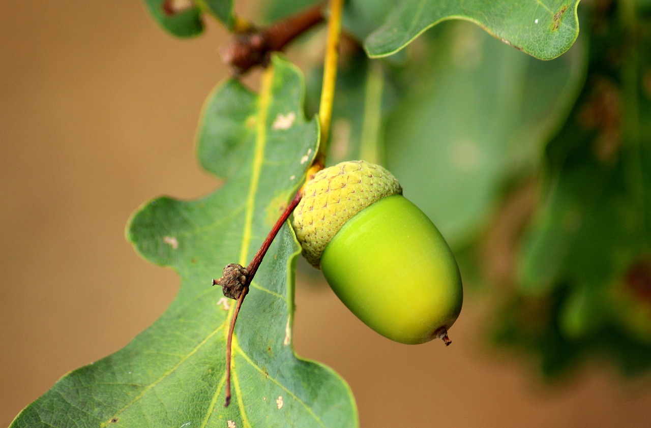 What Month Do Oak Trees Lose Their Leaves