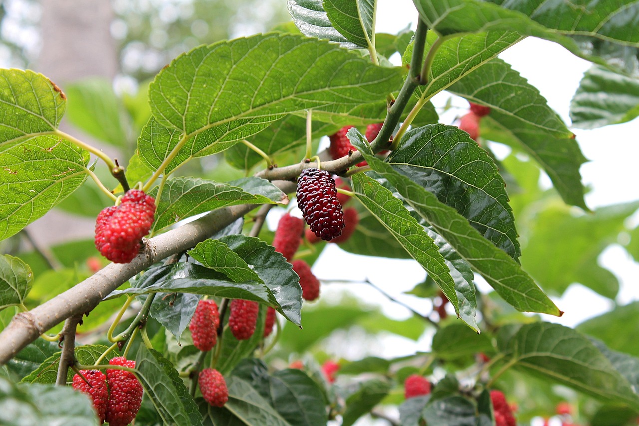 How Fast Do Mulberry Trees Grow & Where Do They Grow?