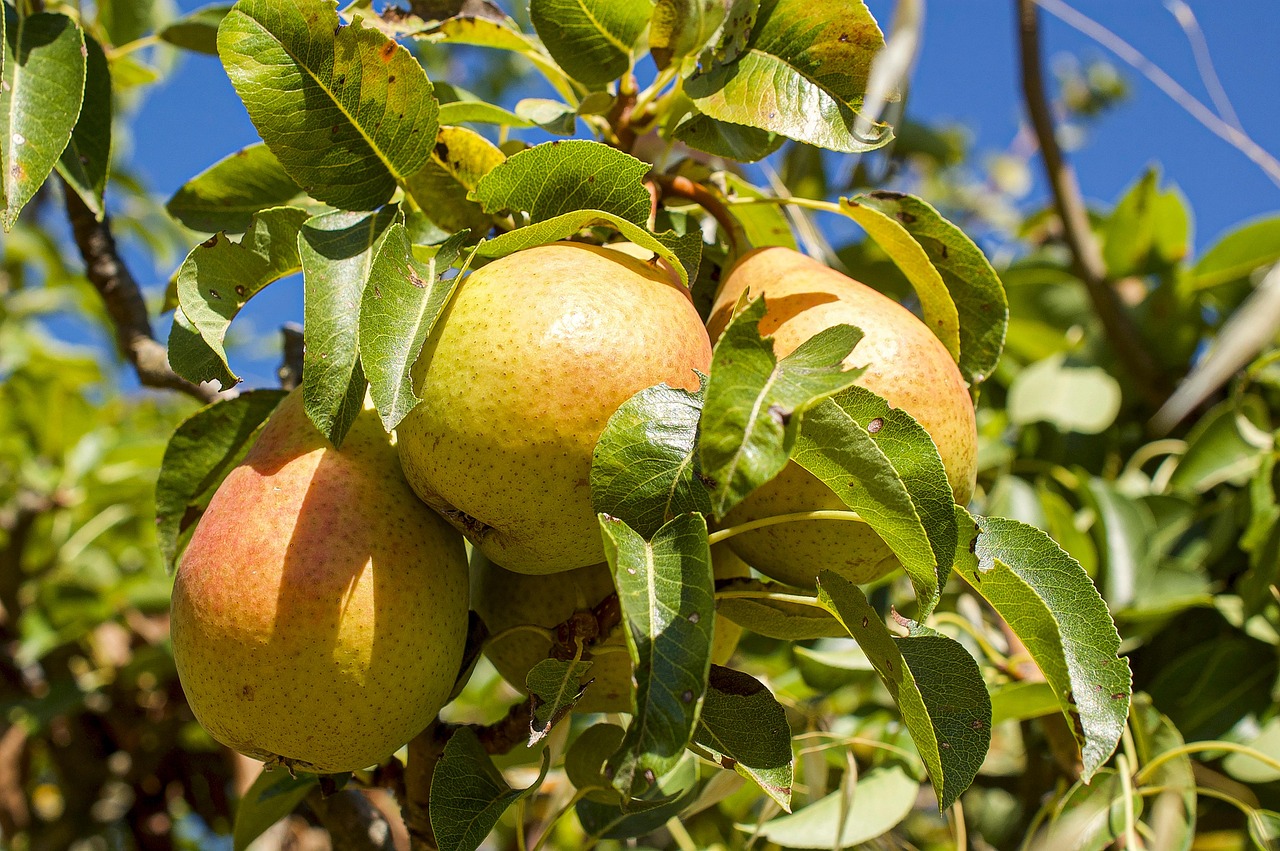 Tips on How to Care for a Bradford Pear Tree Easily