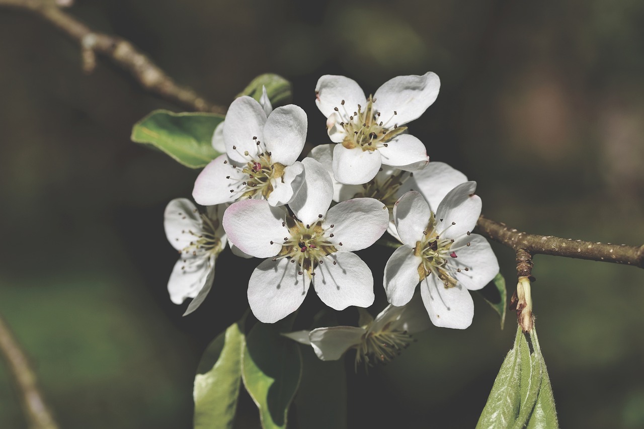 Can You Burn Bradford Pear Wood? Everything You Need to Know