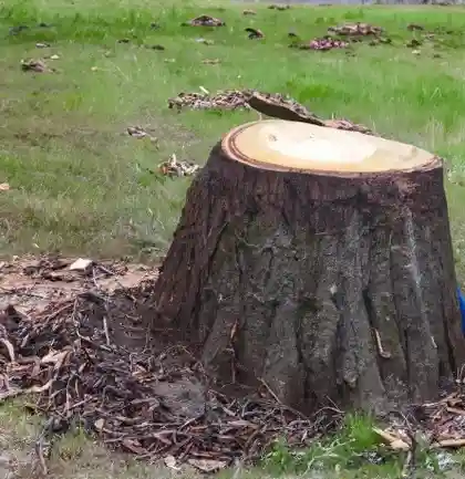 Professional Stump Grinding Services