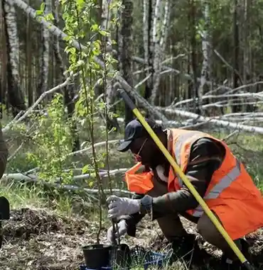 tree pruning