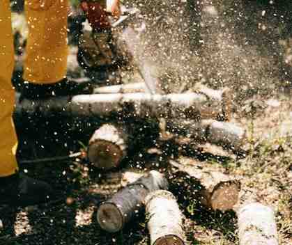tree removal union
