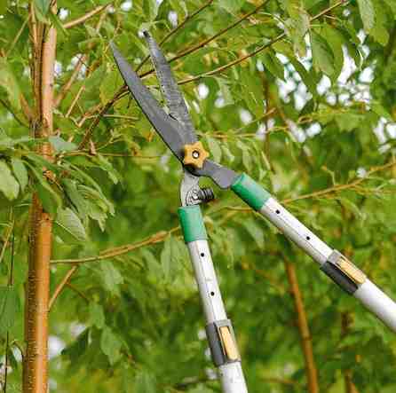 tree service union