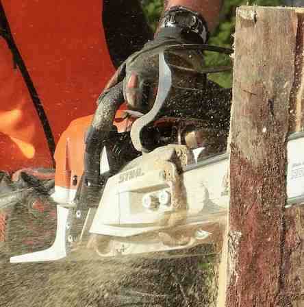 tree service union nj