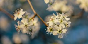 Bradford Pear Wood