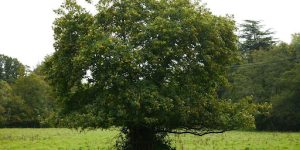 Marcescence in Oaks