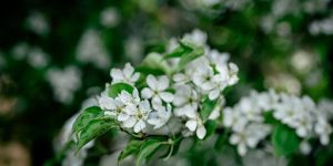 Preferred Growing Zones and Soil Conditions
