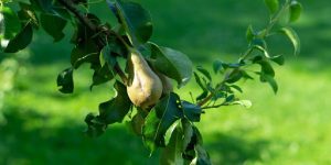 Fertilizing for Healthy Growth
