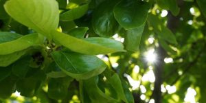 Monitoring Leaf Health
