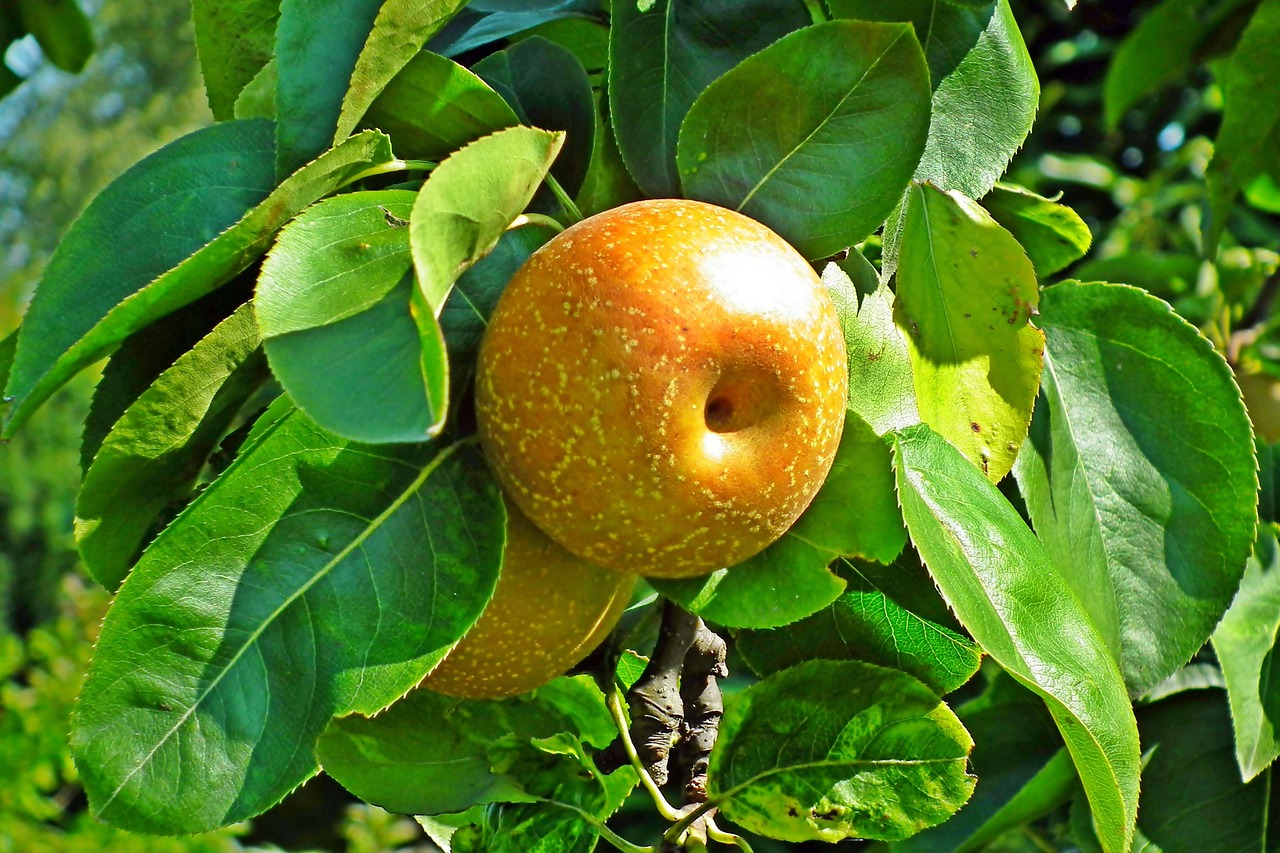 When Is the Best Time to Prune Bradford Pear Trees?