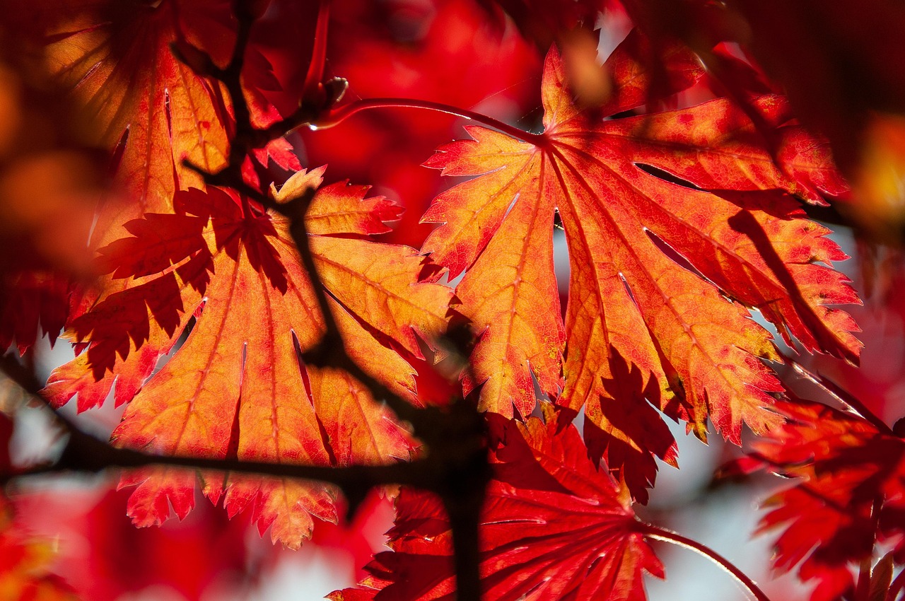 How to Grow Norway Maple Trees from Seeds Easily