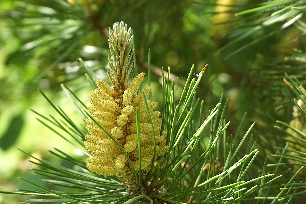 How to Grow a Pine Tree from a Cutting at Home