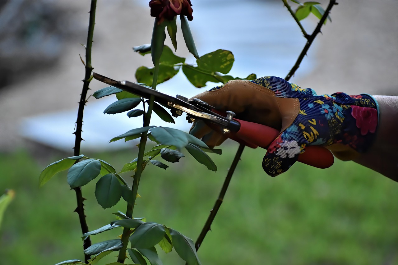 Best Tools for Cutting High Tree Branches Safely & Easily