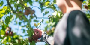Optimal Timing: When to Prune Bradford Pear Trees for Best Results 