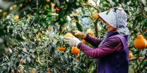 Seasonal Pruning Guide: Late Winter vs. Early Spring Considerations 