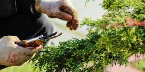 Tools and Materials Needed for Pine Tree Propagation
