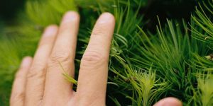 Applying Rooting Hormone
