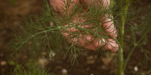 Transplanting Rooted Pine Cuttings to Pots or Garden
