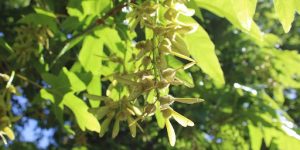 What Is a Norway Maple (Acer platanoides)? Overview and Key Features