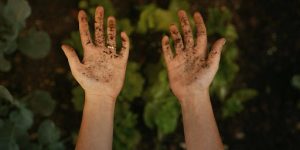 Seed Sowing Tips: Depth, Spacing, and Ideal Growing Medium
