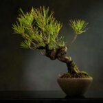 Black Hills Spruce Bonsai