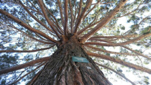 Black Hills Spruce Bonsai Care and Growing 