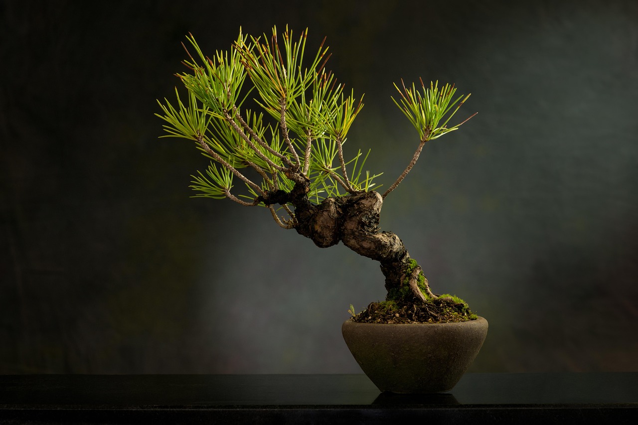 Black Hills Spruce Bonsai: Care, Styling, and Growing Guide