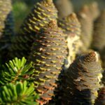 How Fast Does Black Hills Spruce Grow
